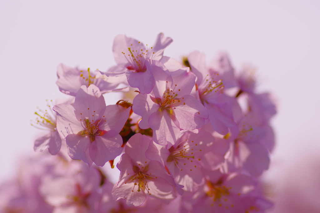 桜 2 -2018- Cherry Blossoms