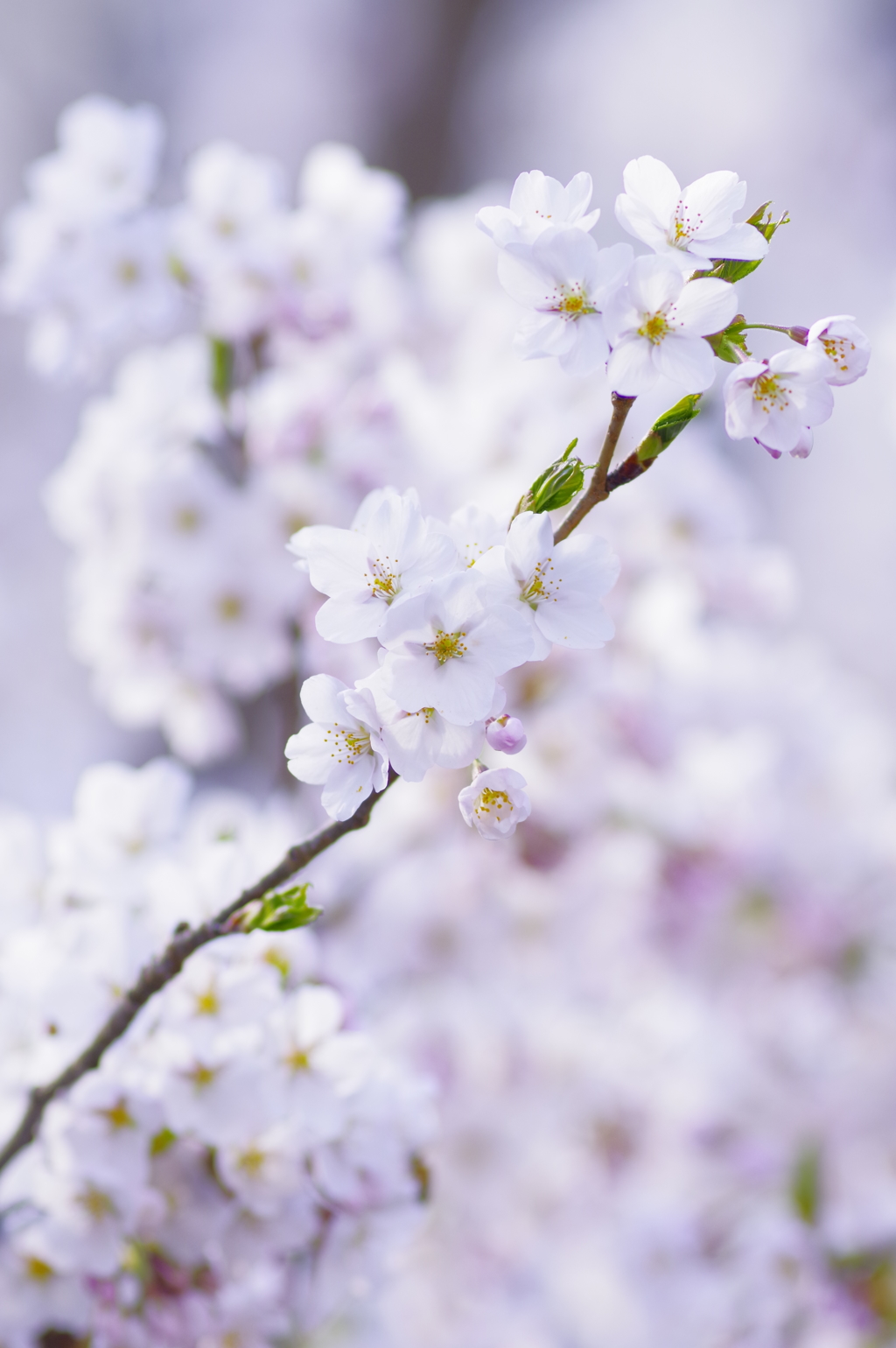 白桜 White Blossoms By S Yuki Id 写真共有サイト Photohito