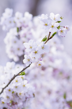 白桜 white blossoms