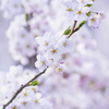 白桜 white blossoms