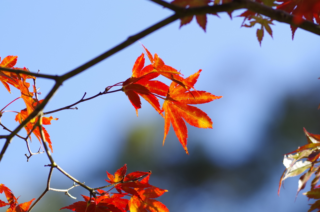 紅葉