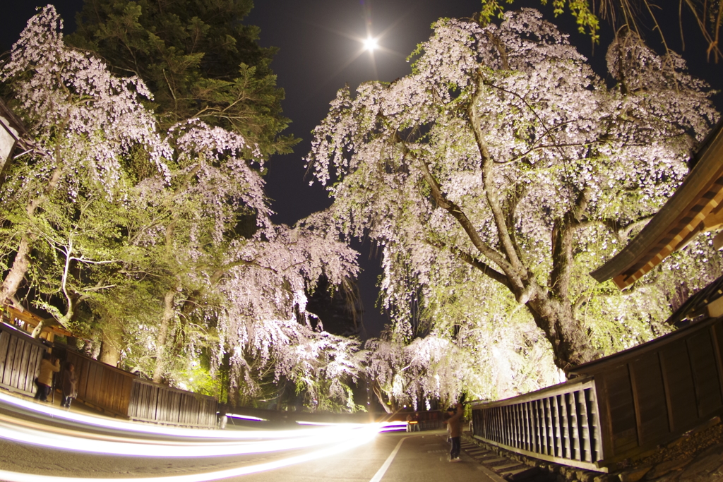 桜と月　Sakura and moon