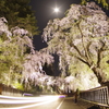 桜と月　Sakura and moon