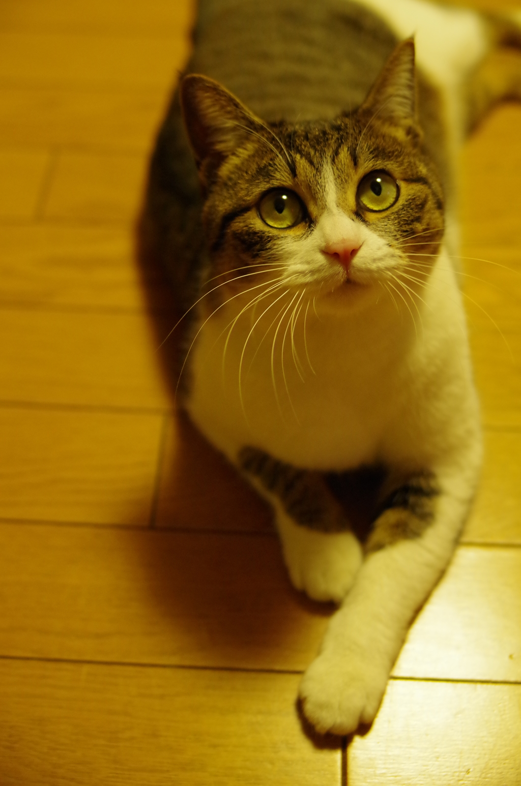 じぃ～('ω')