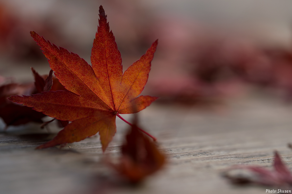 散る紅葉