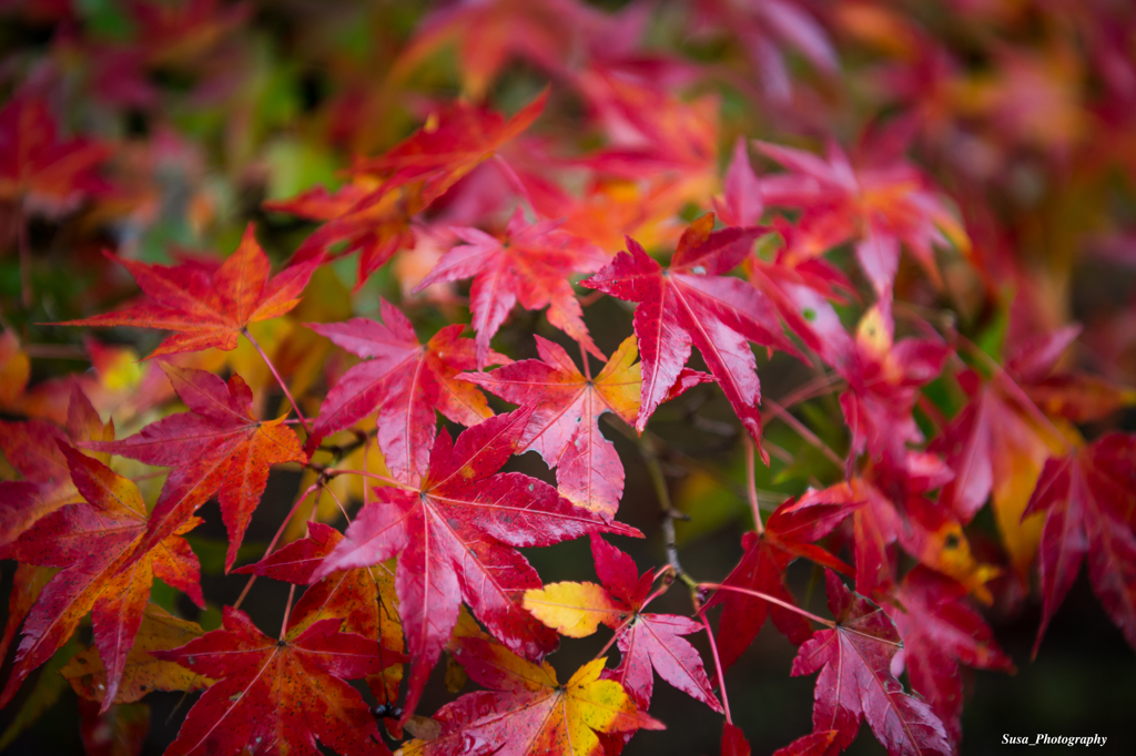 紅く染まる