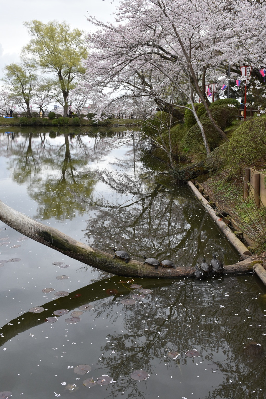 みんなで愉しむ