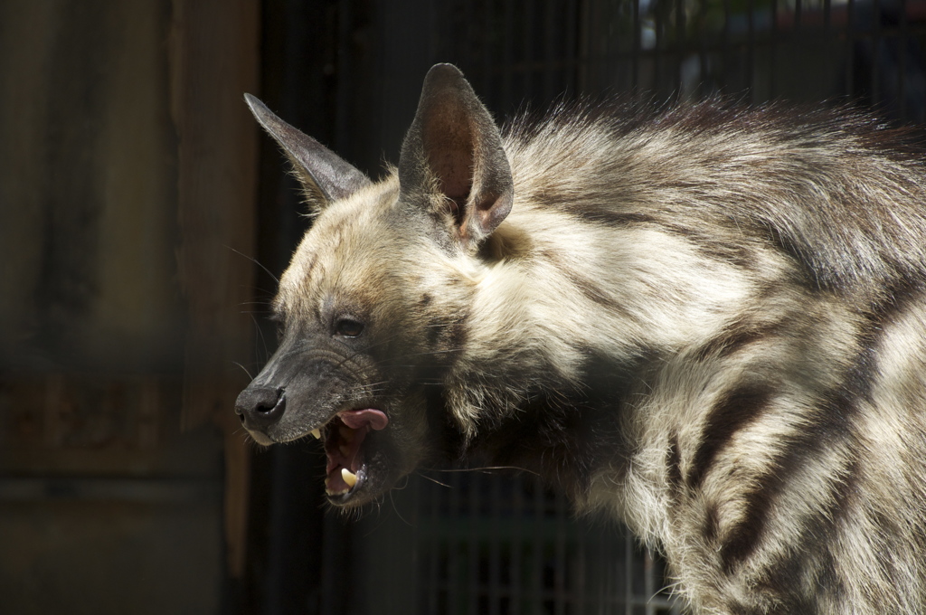 獲物の時間だ、やろうども！