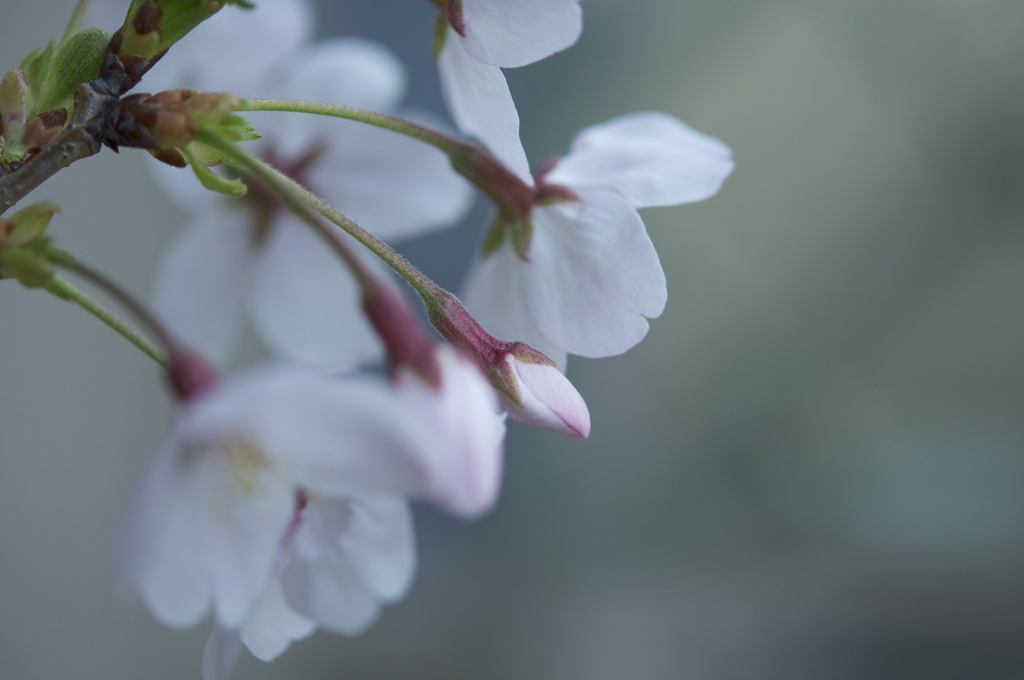 桜のほほえみ