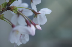 桜のほほえみ