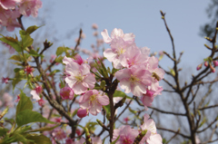 桜