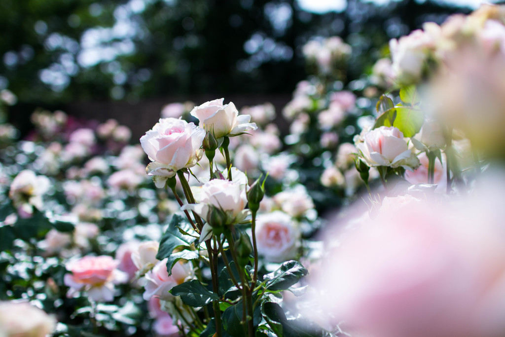 ピンクのお花