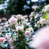 ピンクのお花
