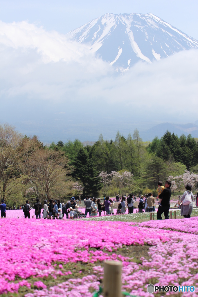 芝桜