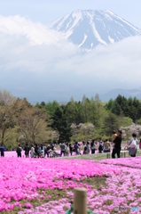 芝桜