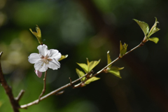 山の桜2