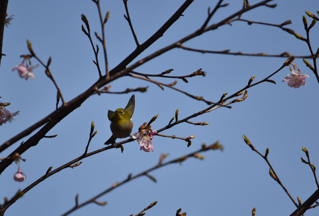桜に喜ぶメジロ