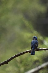 カラマツの新緑ににさえずるオオルリ