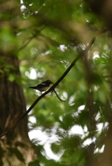 初夏のキビタキ