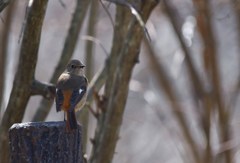 休日の公園にジョウビタキメス