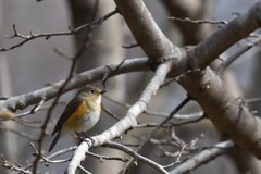 春の気配とルリビタキ（メス）