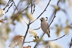木蓮とシメ