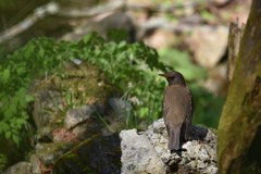 5月の山村のシロハラ