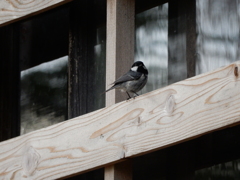 山小屋のヒガラ