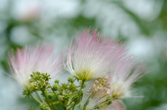 合歓の花