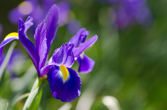 花菖蒲