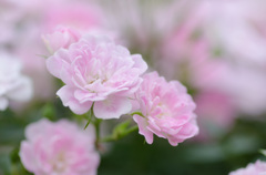 palepink