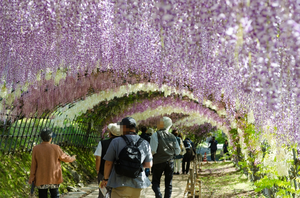 藤のトンネル