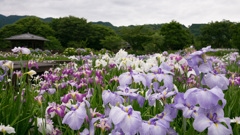 菖蒲園