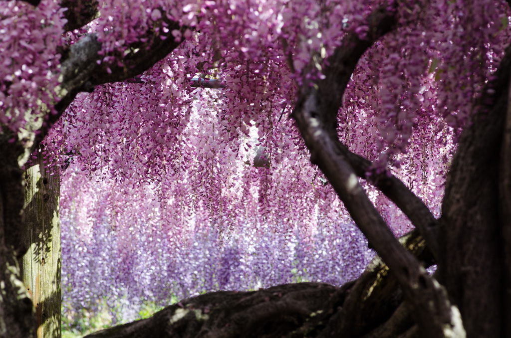 gradation