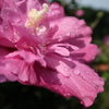 木槿