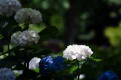 紫陽花3