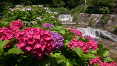 紫陽花1