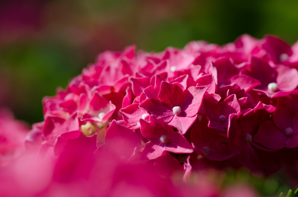 紫陽花2