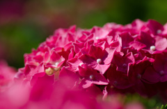 紫陽花2