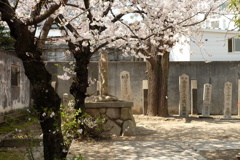 桜と神社