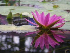 水鏡