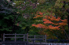 いつもの公園の秋
