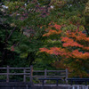 いつもの公園の秋