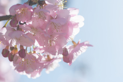 河津桜、朝日を浴びて