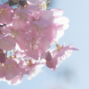 河津桜、朝日を浴びて