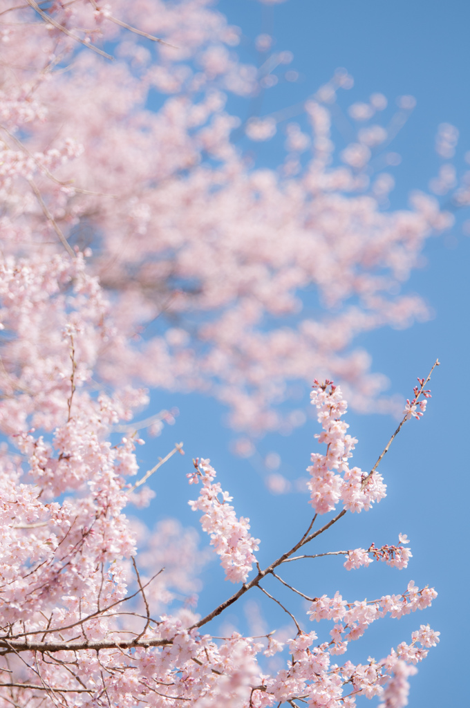 エドヒガンザクラ