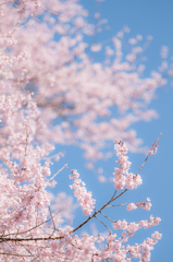 エドヒガンザクラ