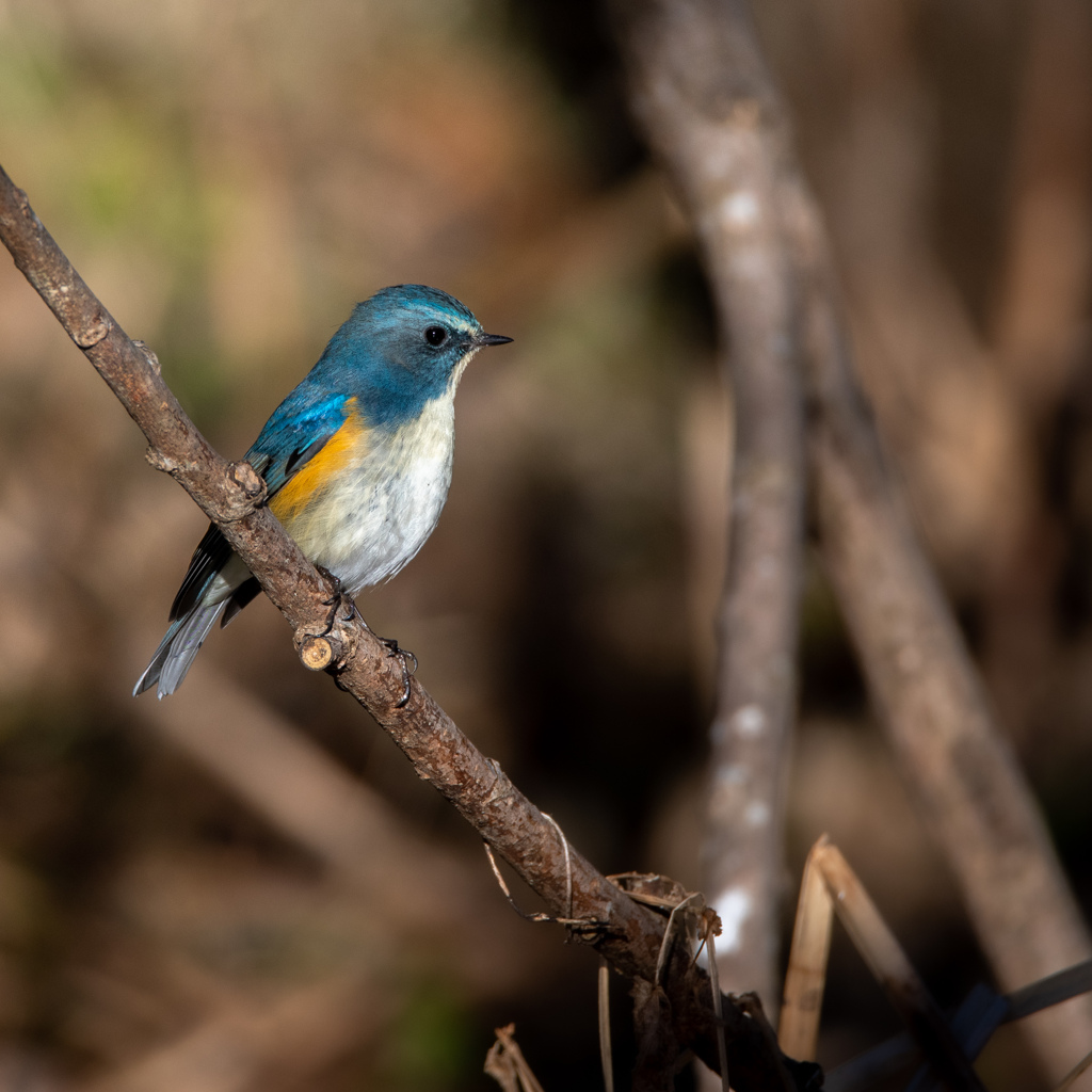 野鳥界からのお年玉