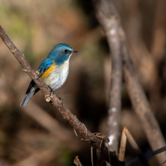 野鳥界からのお年玉