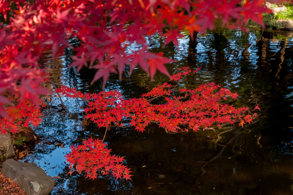 紅いにもほどがある